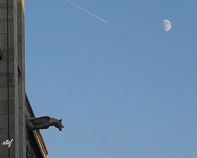 gargoyle serenade