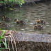 Mallard chicks