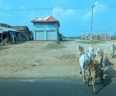 Ganzberg herd / Bière et troupeau