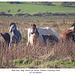 Bad hair day - Seven Sisters Country Park - Sussex - 27 10 2025