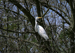 Great Egret at a Rookery