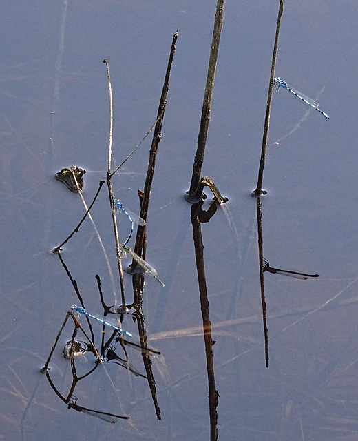 Quartet ~ Blue-fronted Dancers (Argia apicalis) (m & f)Damselflies & their reflections