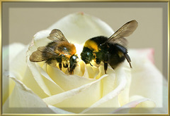 Two Bumblebees on a white rose. ©UdoSm