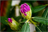 Rhododendron zwischen Knospe und Blüte... Rhododendron between bud and flower... ©UdoSm