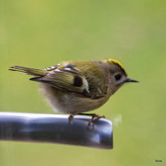 Goldcrest aerobics!