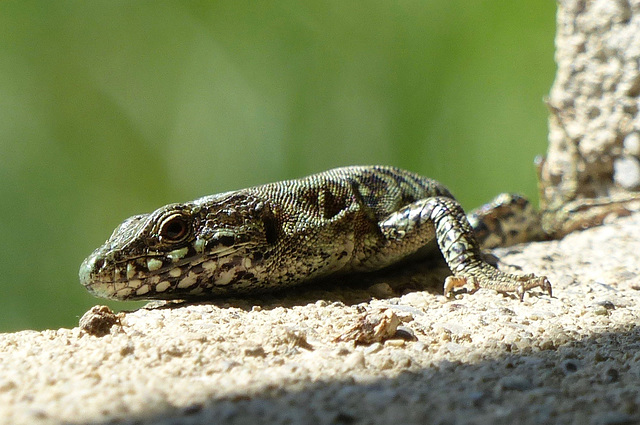 Lézard des murailles  (Podarcis muralis)