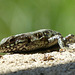 Lézard des murailles  (Podarcis muralis)