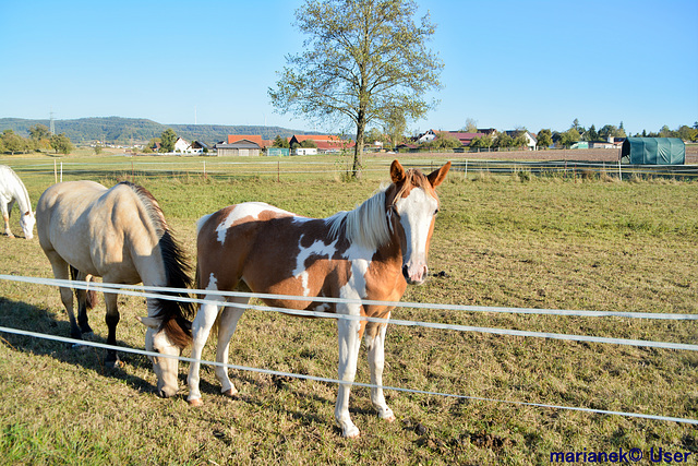 Horses / Chevaux / Caballos / Pferd