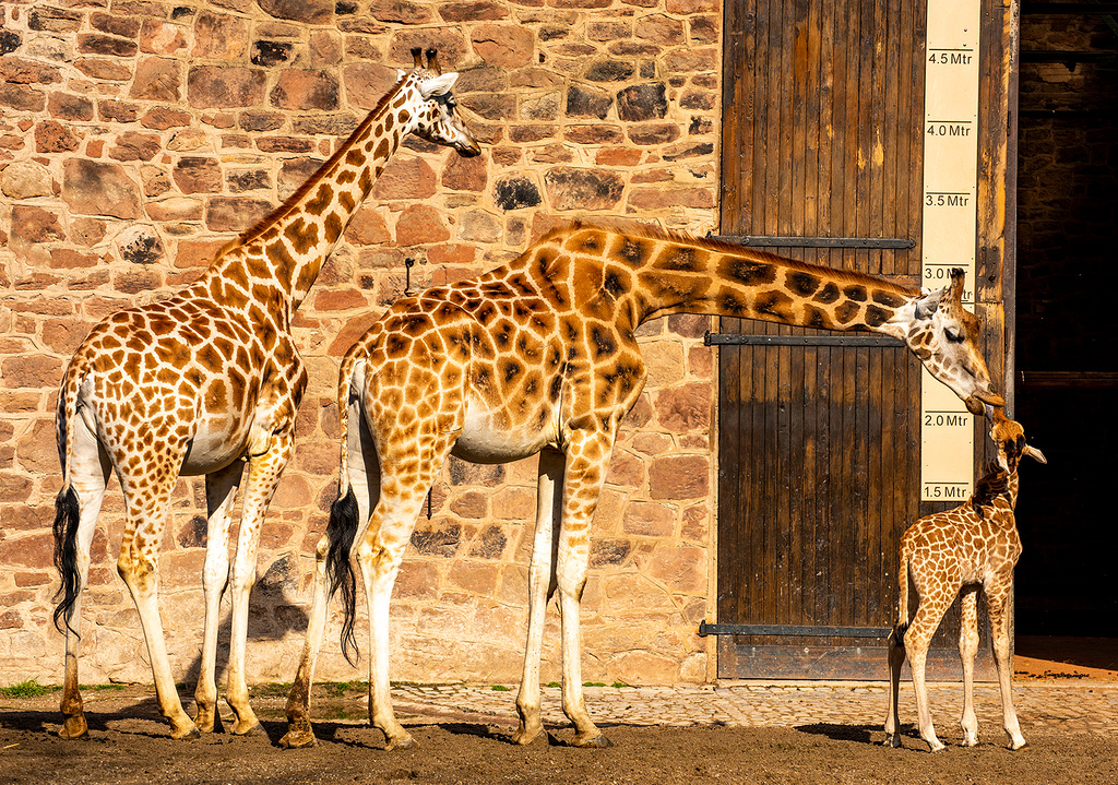 Giraffes and baby
