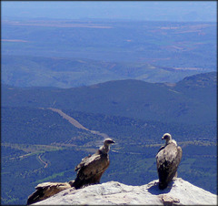 Griffon vultures