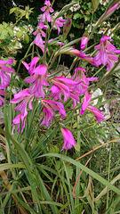 Wilde Gladiole - Gladiolus communis ssp. byzantinus - Byzantinische Siegwurz