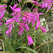 Wilde Gladiole - Gladiolus communis ssp. byzantinus - Byzantinische Siegwurz