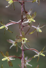 Tipularia discolor (Crane-fly orchid)