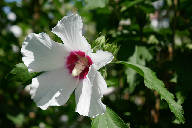 white beauty