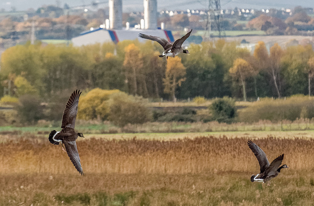 Geese arriving