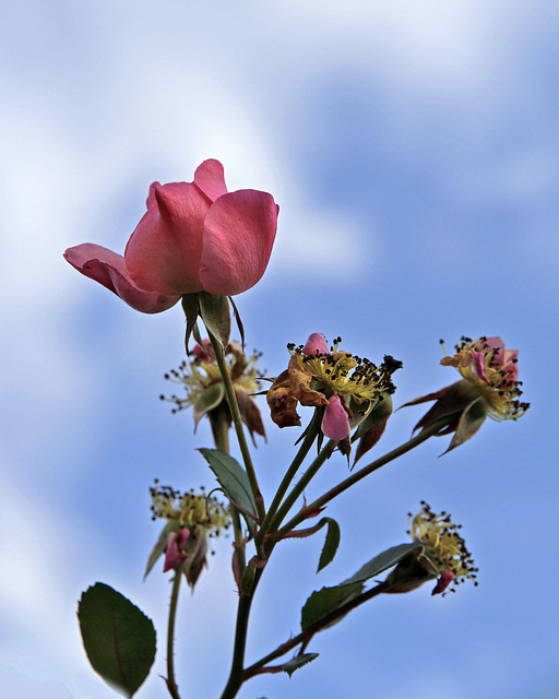 Rose de décembre