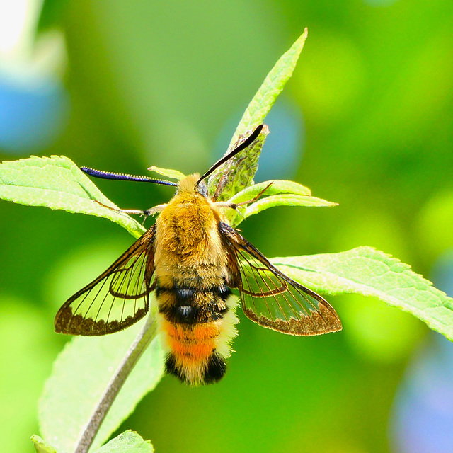 P1100966- Le Sphinx-bourdon (Hemaris tityus) - Jardin  11 août 2018