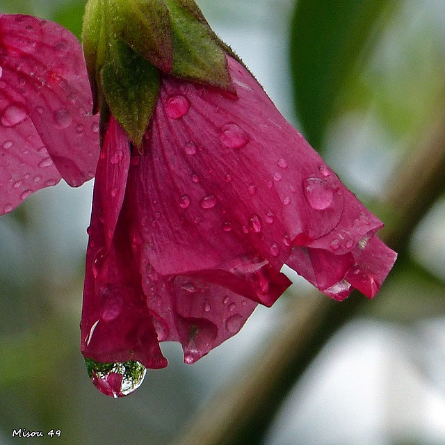 MON JARDIN