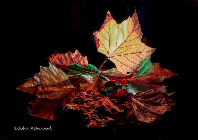 Autumn leaves