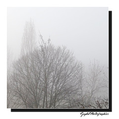 Brouillard 1