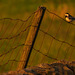 Pied Wagtail