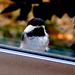 The chick on its first flight.