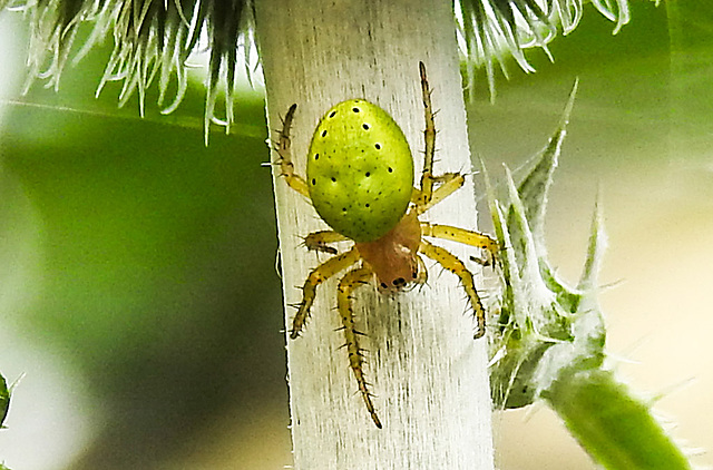 20230624 1236CPw [D~LIP] Kürbisspinne (Araniella cucurbitina), Bad Salzuflen