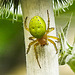 20230624 1236CPw [D~LIP] Kürbisspinne (Araniella cucurbitina), Bad Salzuflen