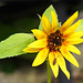 20230719 2361CPw [D~LIP] Sonnenblume (Helianthus annuus), Schmalbiene (Lasioglossum agg). Bad Salzuflen