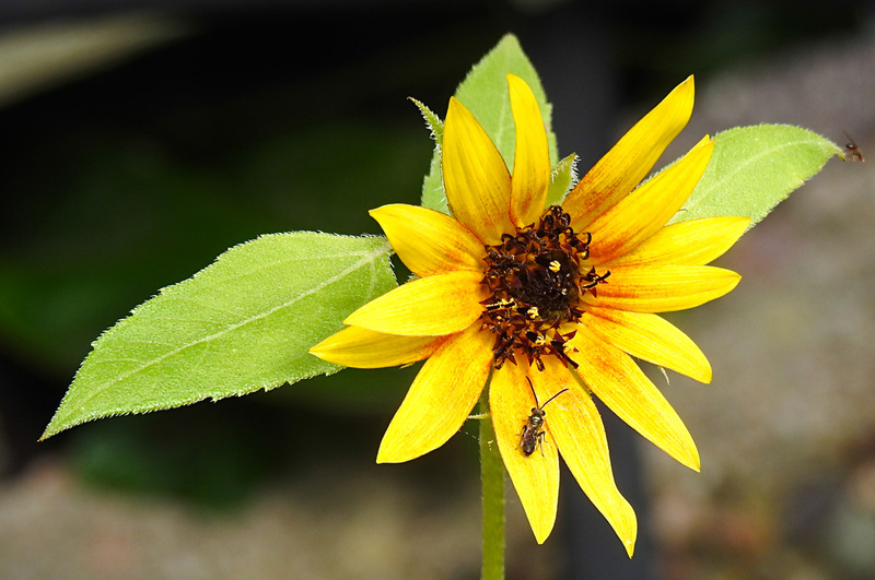 20230719 2361CPw [D~LIP] Sonnenblume (Helianthus annuus), Schmalbiene (Lasioglossum agg). Bad Salzuflen