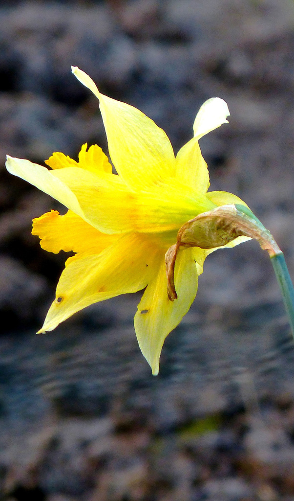 ... Narcisse  ...