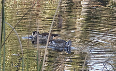 Pink eared ducks Pakapakanthi wetlands Pink eared ducks Pakapakanthi wetlands