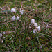 Bog Cotton