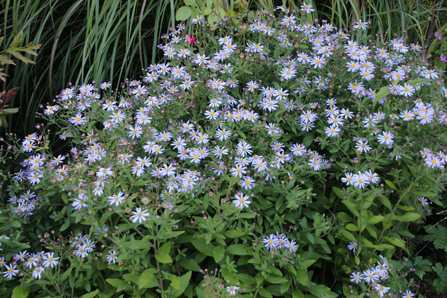 Zeit der Sternchenblumen