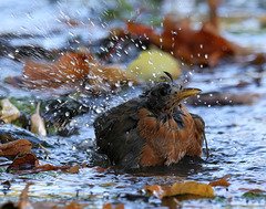 splash!