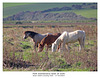 Park maintenance - Seven Sisters Country Park - Sussex - 27 10 2025