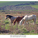 Park maintenance - Seven Sisters Country Park - Sussex - 27 10 2025