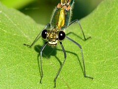 Western Demoiselle f (Calopteryx xanthostoma) DSB 0855b