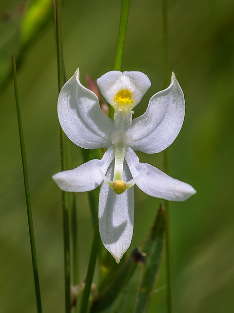 Calopogon pallidus (Pale Grass-pink orchid)