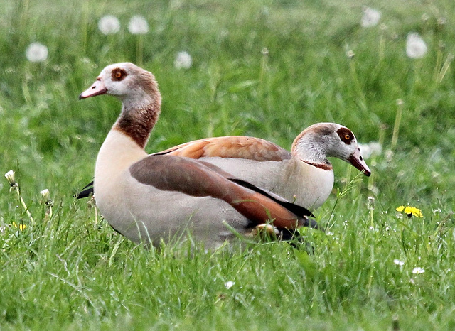 Nilgänse