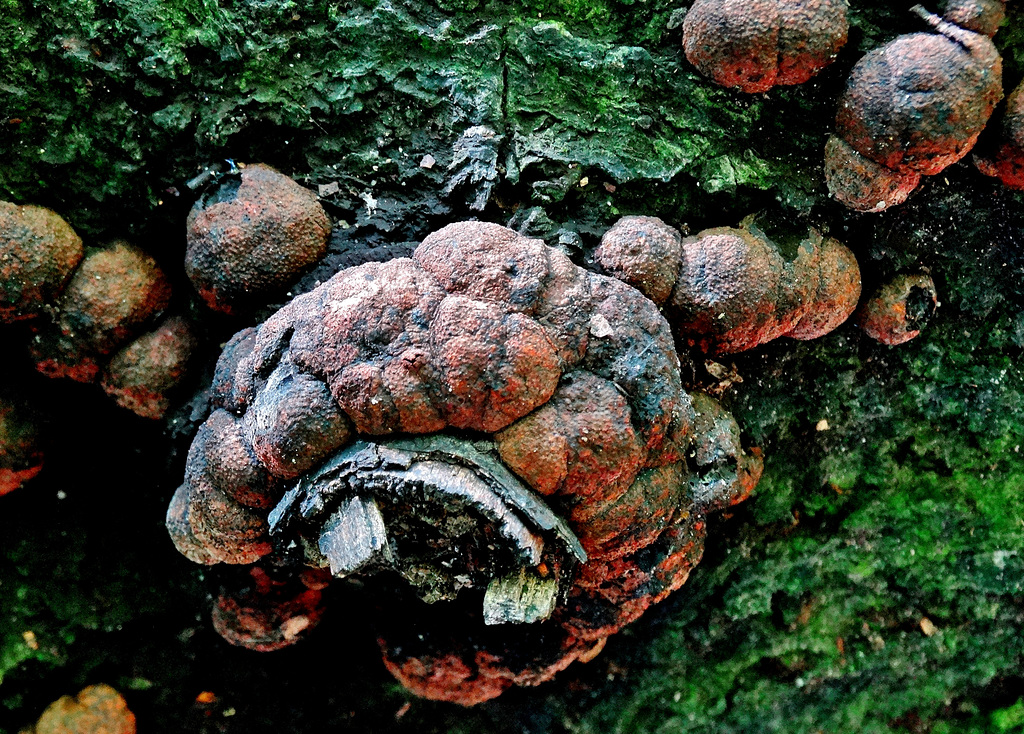 Woodwort