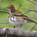 Wood Thrush