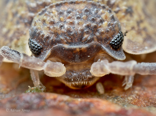 Woodlouse Portrait.