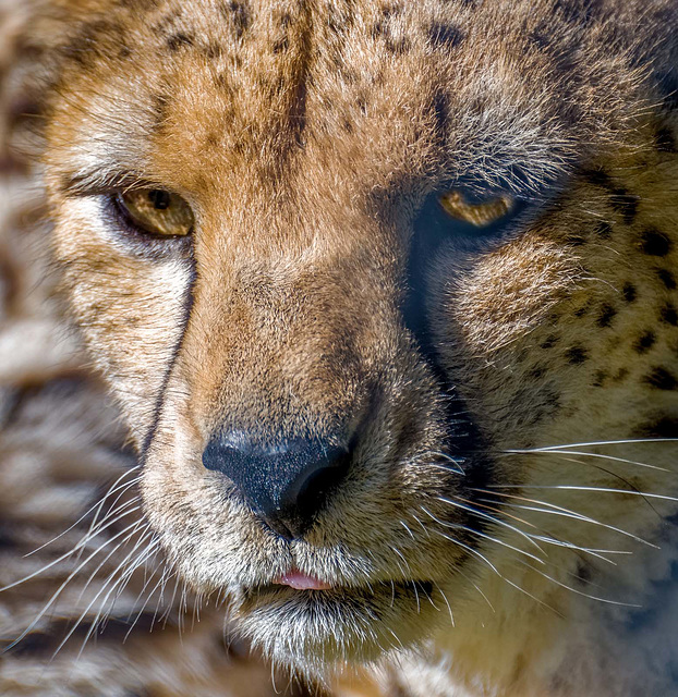 Cheetah close up