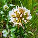 Weißklee (Trifolium repens)