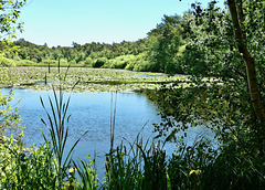 Finkenmoorteich im Wernerwald