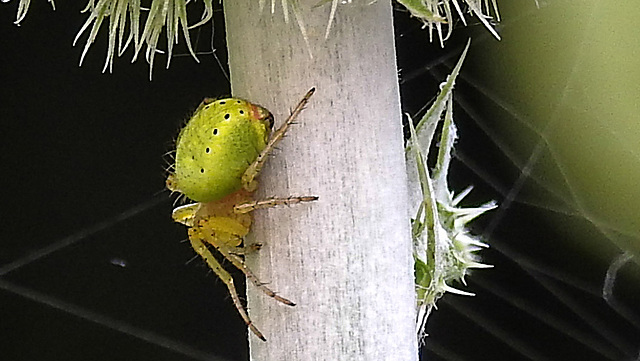 20230624 1244CPw [D~LIP] Kürbisspinne (Araniella cucurbitina), Bad Salzuflen