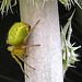 20230624 1244CPw [D~LIP] Kürbisspinne (Araniella cucurbitina), Bad Salzuflen