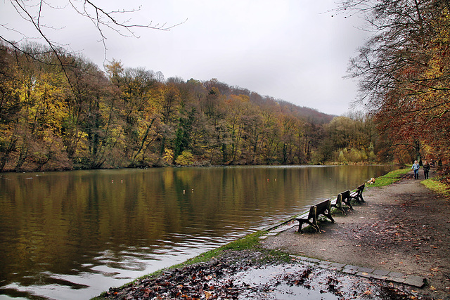 Hammerteich am Hohenstein (Witten) / 26.11.2023