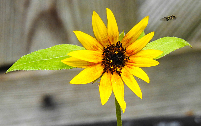 20230719 2362CPw [D~LIP] Sonnenblume (Helianthus annuus), Schmalbiene (Lasioglossum agg). Bad Salzuflen